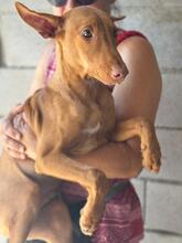 LEON, Hund, Podenco in Spanien - Bild 6