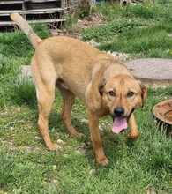 AIKO, Hund, Mischlingshund in Rumänien - Bild 3