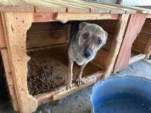 CLIO, Hund, Mischlingshund in Rumänien - Bild 2