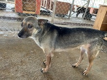 CLIO, Hund, Mischlingshund in Rumänien - Bild 3