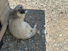 FELICITAS, Hund, Mischlingshund in Rumänien - Bild 7