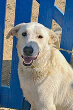 SAMMY, Hund, Mischlingshund in Italien