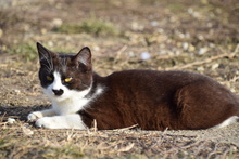 DYLAN, Katze, Hauskatze in Rumänien - Bild 12