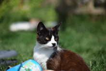 DYLAN, Katze, Hauskatze in Rumänien - Bild 13