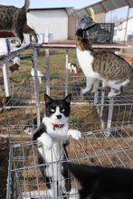 DYLAN, Katze, Hauskatze in Rumänien - Bild 16