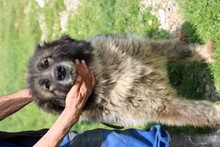 MILEY, Hund, Collie-Mix in Rumänien - Bild 4