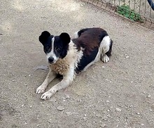 ULLA, Hund, Mischlingshund in Rumänien - Bild 8