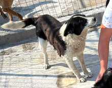 ULLA, Hund, Mischlingshund in Rumänien - Bild 9