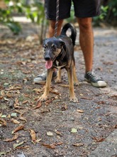 KIRA, Hund, Mischlingshund in Bulgarien - Bild 10