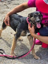 KIRA, Hund, Mischlingshund in Bulgarien - Bild 14