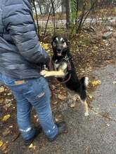 KIRA, Hund, Mischlingshund in Bulgarien - Bild 26