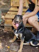 KIRA, Hund, Mischlingshund in Bulgarien - Bild 6