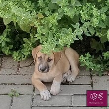 ARON, Hund, Mischlingshund in Rumänien - Bild 2