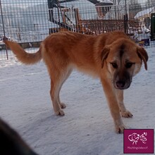 ARON, Hund, Mischlingshund in Rumänien - Bild 8