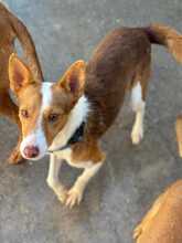 CODY, Hund, Podenco in Spanien - Bild 1