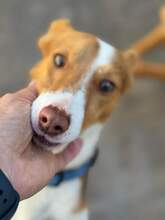 CODY, Hund, Podenco in Spanien - Bild 2