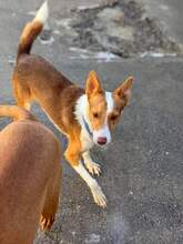 CODY, Hund, Podenco in Spanien - Bild 3