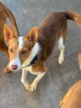 CODY, Hund, Podenco in Spanien - Bild 4