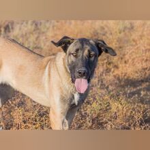 NICO, Hund, Mastin Español-Mix in Spanien - Bild 1