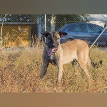 NICO, Hund, Mastin Español-Mix in Spanien - Bild 2