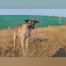 NICO, Hund, Mastin Español-Mix in Spanien - Bild 3