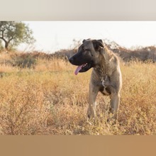 NICO, Hund, Mastin Español-Mix in Spanien - Bild 4