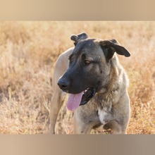 NICO, Hund, Mastin Español-Mix in Spanien - Bild 5