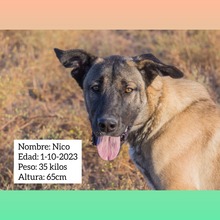 NICO, Hund, Mastin Español-Mix in Spanien - Bild 6