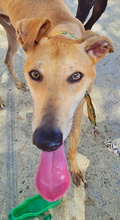 YOUTUBE, Hund, Galgo Español in Spanien - Bild 2