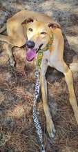 YOUTUBE, Hund, Galgo Español in Spanien - Bild 3