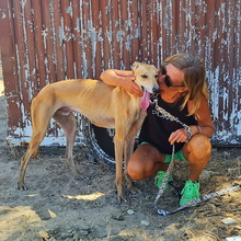 YOUTUBE, Hund, Galgo Español in Spanien - Bild 4