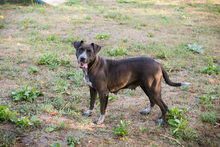 LADY, Hund, Mischlingshund in Kroatien - Bild 1