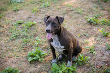 LADY, Hund, Mischlingshund in Kroatien - Bild 2