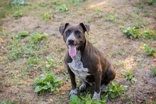 LADY, Hund, Mischlingshund in Kroatien - Bild 3