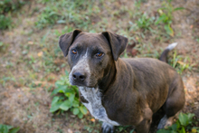 LADY, Hund, Mischlingshund in Kroatien - Bild 5