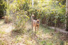 MIRO, Hund, Mischlingshund in Kroatien - Bild 2