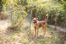 MIRO, Hund, Mischlingshund in Kroatien - Bild 3