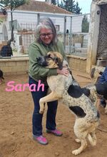 SARAH, Hund, Mischlingshund in Spanien - Bild 11