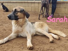 SARAH, Hund, Mischlingshund in Spanien - Bild 12