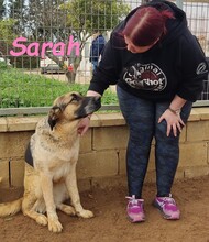 SARAH, Hund, Mischlingshund in Spanien - Bild 13