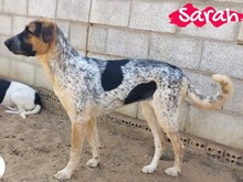 SARAH, Hund, Mischlingshund in Spanien - Bild 14