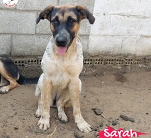 SARAH, Hund, Mischlingshund in Spanien - Bild 16