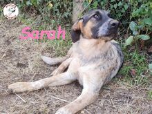 SARAH, Hund, Mischlingshund in Spanien - Bild 17