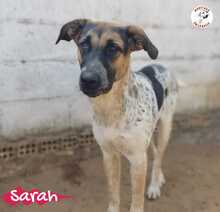 SARAH, Hund, Mischlingshund in Spanien - Bild 18