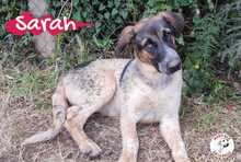 SARAH, Hund, Mischlingshund in Spanien - Bild 19