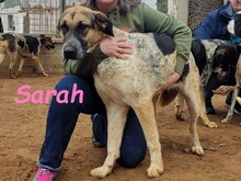 SARAH, Hund, Mischlingshund in Spanien - Bild 2