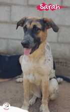 SARAH, Hund, Mischlingshund in Spanien - Bild 23