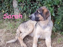 SARAH, Hund, Mischlingshund in Spanien - Bild 24
