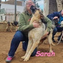 SARAH, Hund, Mischlingshund in Spanien - Bild 4