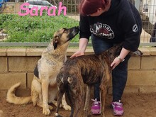 SARAH, Hund, Mischlingshund in Spanien - Bild 7